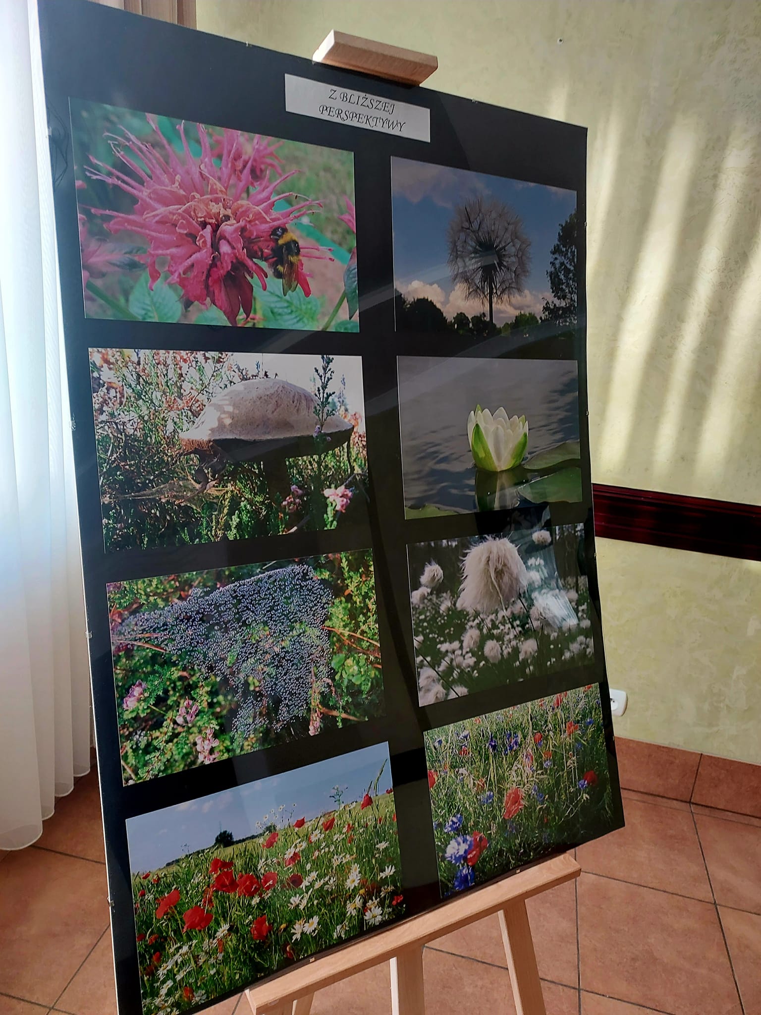 Prezentacja zdjęć z cyklu" Z bliższej perspektywy"- flora na terenie Warmii ....